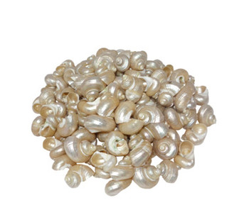 Pearlized Green Turbo Seashell
