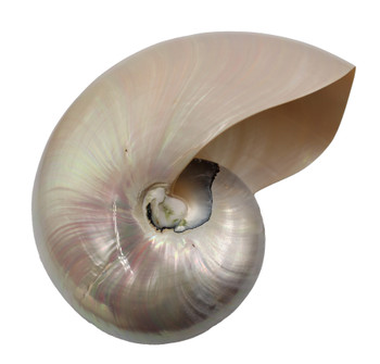 Pearlized Nautilus Seashell 