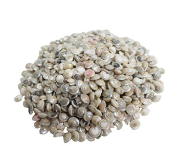Pearlized Umbonium Seashell 