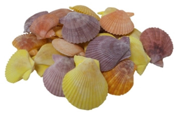 Pecten Noblis Seashell Pairs