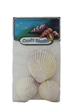 Philippine Cockles Seashell