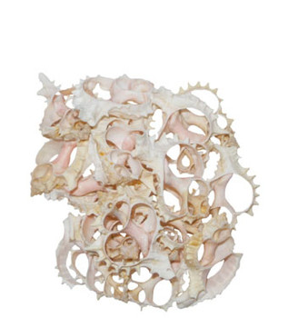 Pink Murex Seashell Slice