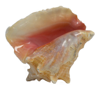 Pink Conch  Edged With Slit 