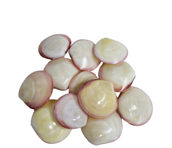 Polished Codakia Paired Seashells  Polished Codakia Paired Seashells