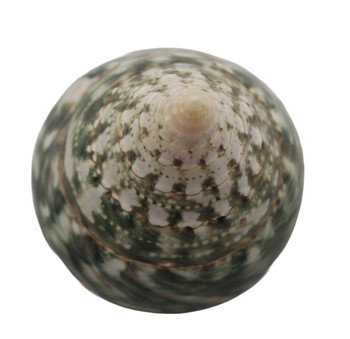 Polished Green Trochus Seashells 