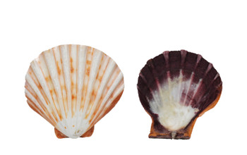 Polished Lion's Paw Orange Seashells 