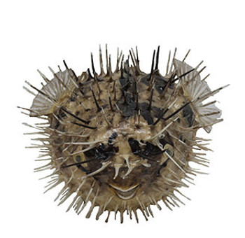 Porcupine Fish
