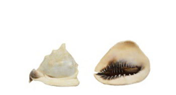 Queen Helmet Seashell