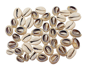 Ringtop Center Cut Seashells