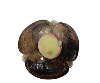 River Oyster Tray
