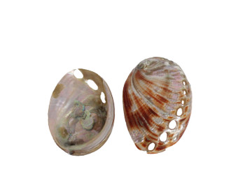 Polished Red Abalone - Large