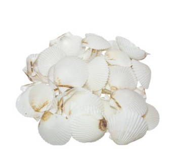 White Scallops Seashells