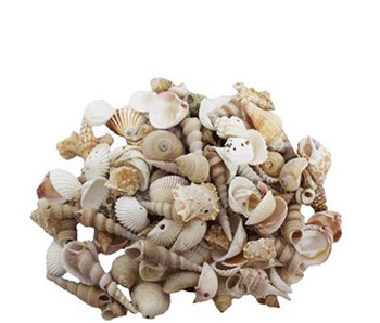 Small Drilled Seashell Mix