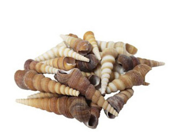 Small Terebra Turitella- Kilo