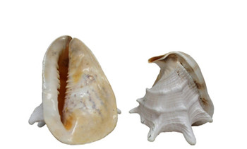 Yellow Helmet Seashells