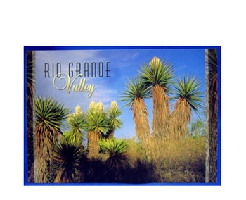 Yucca - Rio Grande Valley Postcard