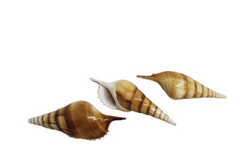 Tibia Curta Seashell- Full Tip