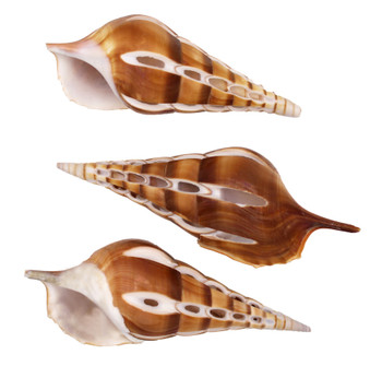 Tibia Seashell-Six Cut 
