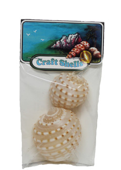 Tonna Tessalata Seashells - 2 Piece Craft Pack 