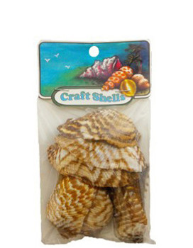 Turkey Wings - Craft Pack Seashells
