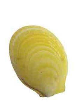 Acesta Rathbuni