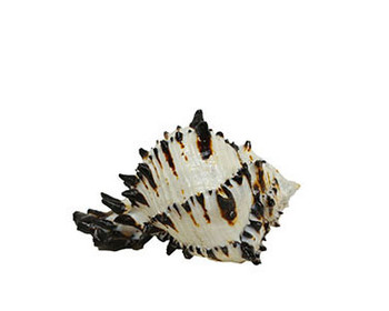 Black Murex Lacquered Seashells
