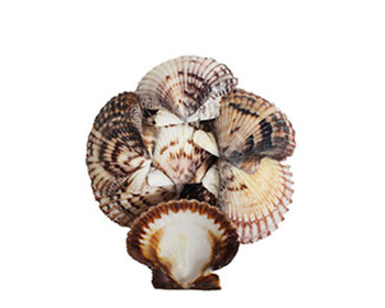 Assorted Pectens