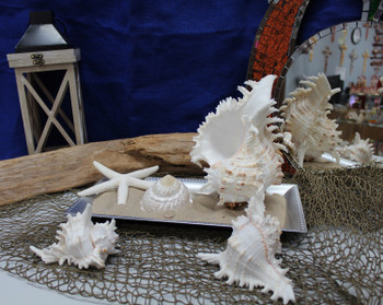 Other items pictured...
Murex Ramosus
White Finger Starfish...https://usshell.com/white-finger-starfish/?searchid=0&search_query=white+finger+st 
Decorative Net 3x5'.... https://usshell.com/decorative-net-3-x-5/?searchid=114717&search_query=39500
Driftwood... https://usshell.com/driftwood-18-24/?searchid=114715&search_query=driftwood Other items pictured...
Murex Ramosus
White Finger Starfish...https://usshell.com/white-finger-starfish/?searchid=0&search_query=white+finger+st 
Decorative Net 3x5'.... https://usshell.com/decorative-net-3-x-5/?searchid=114717&search_query=39500
Driftwood... https://usshell.com/driftwood-18-24/?searchid=114715&search_query=driftwood