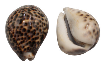 Tiger Cowries Seashells