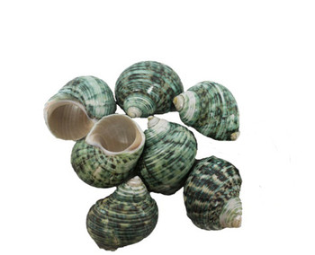 Polished Green Turbo Seashells