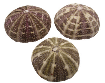 Alfonso Urchin 