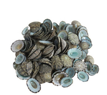 Green Limpets Seashells
