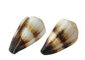 Soldier Cone Seashell