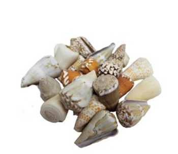 Assorted Cones Seashells