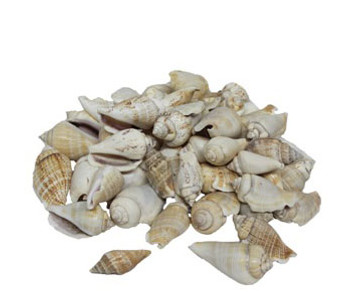 Strombus Gibberulus
