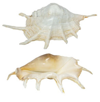 Lambis Truncata