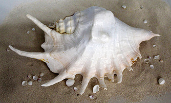 Lambis Truncata