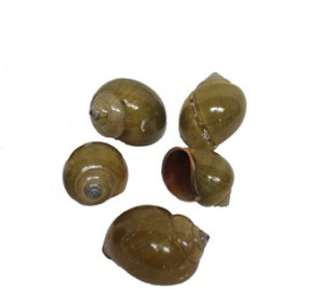 Green Snail Seashells