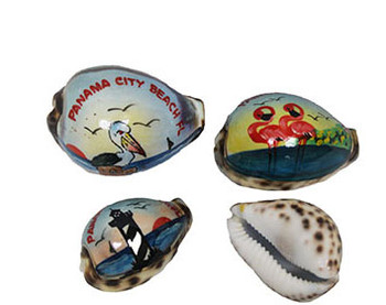 Painted Tiger Cowries