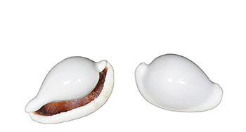 Egg Cowrie Egg Cowrie