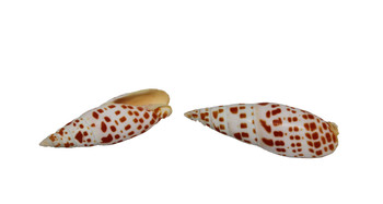 Orange Spotted Miter Orange Spotted Miter