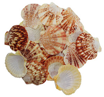 Pecten Macasarensis Shells
