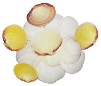 Codakia Tigrina