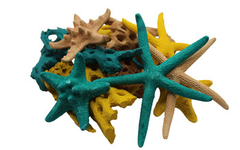 Spring Starfish & Cholla Mix