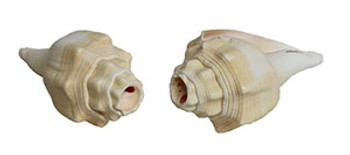 Chank Horn Seashells