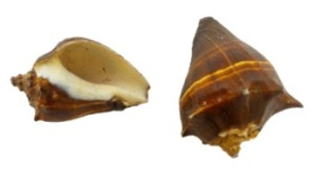 Fiber Conch Seashells Lacquered