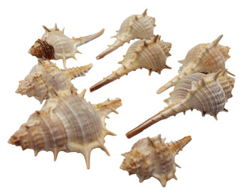 Murex Trappa