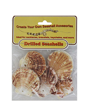 Drilled Pecten With Header