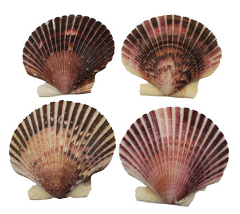 Purple Caribbean Pecten Lacquered
