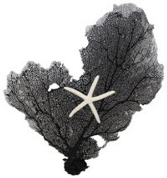Black painted Seafan 12-16"